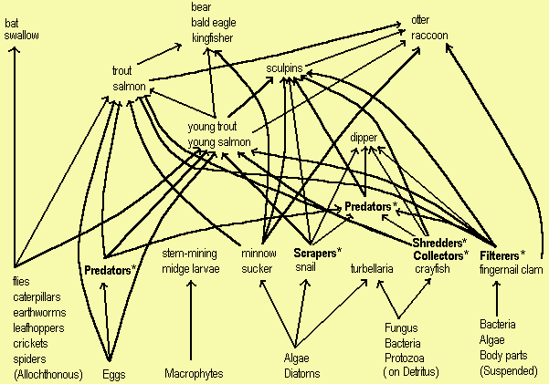 Food Web Diagram Examples. River food webs in forested