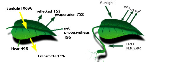 describe the importance of producers and photosynthesis